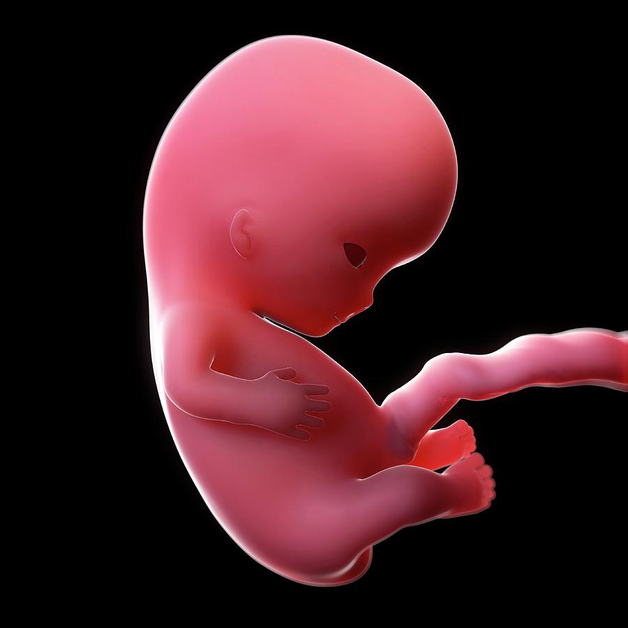 Foetus At 9 Weeks 3 Photograph By Scieproscience Photo Library Pixels 