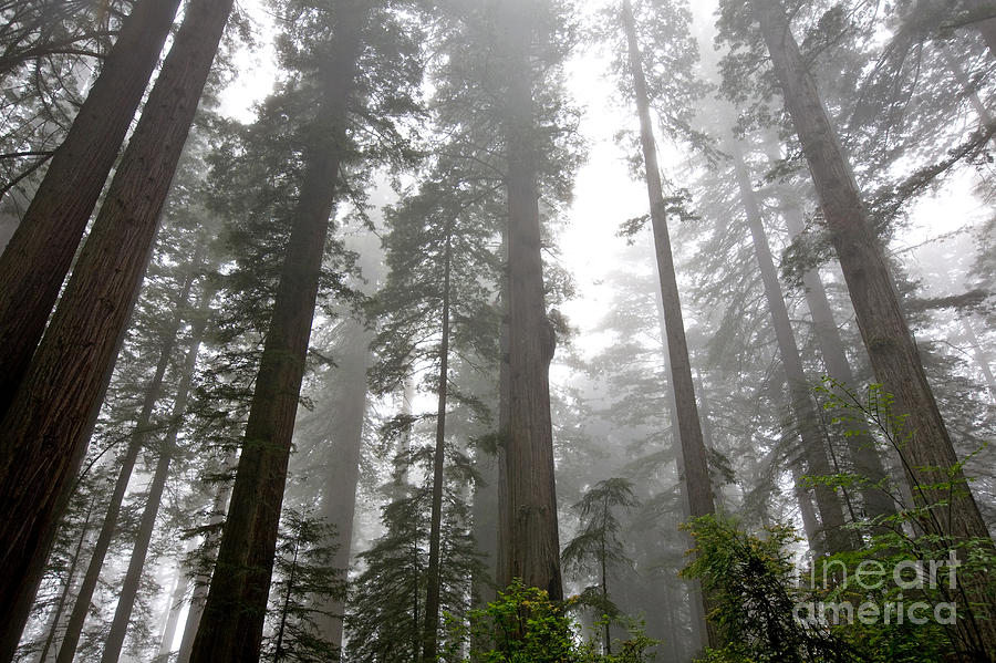 Foggy Coast Redwood Forest #3 Photograph by Gregory G. Dimijian, M.D.