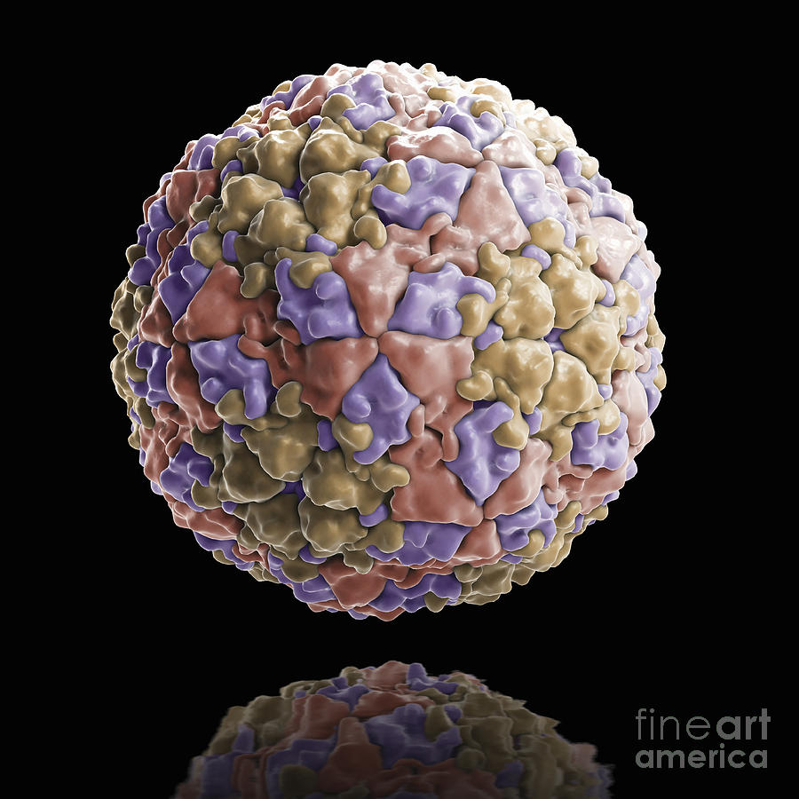 Foot-and-mouth Disease Virus #3 Photograph by Science Picture Co