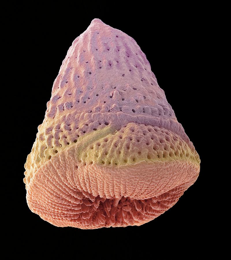 Foraminiferan Microfossil #3 Photograph by Steve Gschmeissner
