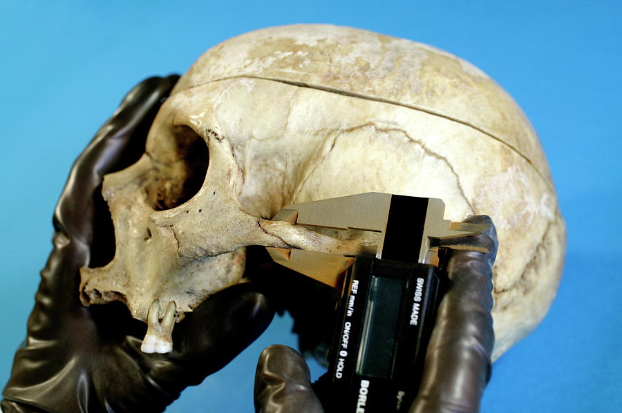 Skull Photograph - Forensic Measurements #3 by Mauro Fermariello/science Photo Library