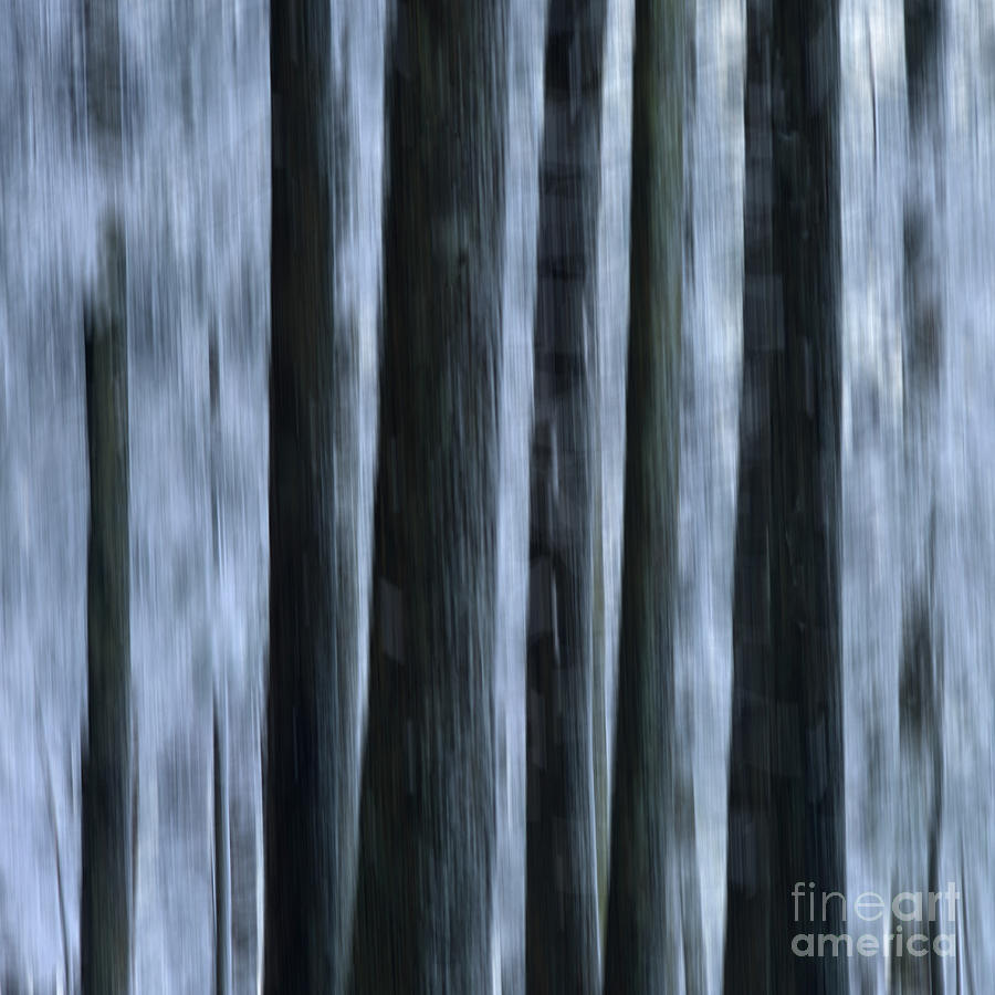 Winter Photograph - Forest #3 by Bernard Jaubert