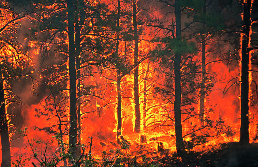 Tree Photograph - Forest Fire #3 by Kari Greer/science Photo Library