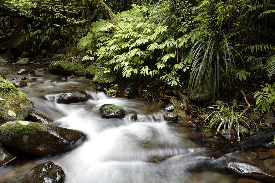 Spring Photograph - Forest stream  #3 by Les Cunliffe
