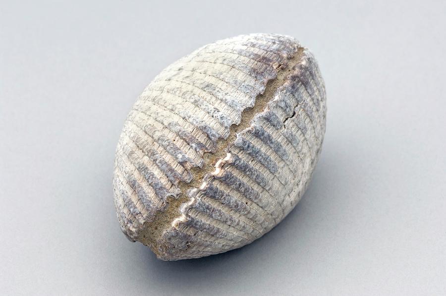 House Parts Large Clam Shell, Fossil