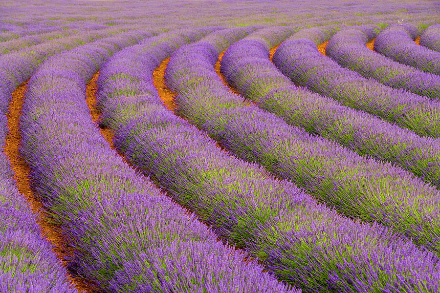 Farm Photograph - France, Provence Region #3 by Jaynes Gallery
