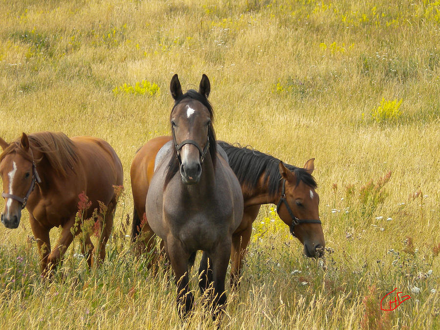 3 Free happy Horse Friends Joy on Samsoe Island Denmark Photograph by Colette V Hera Guggenheim