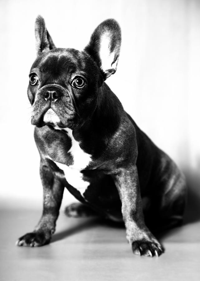 French Bulldog Photograph by Falko Follert - Fine Art America