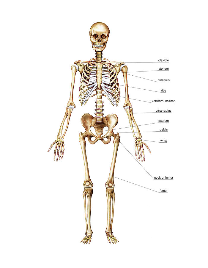 Frequent Osteoporotic Fractures Photograph by Asklepios Medical Atlas ...