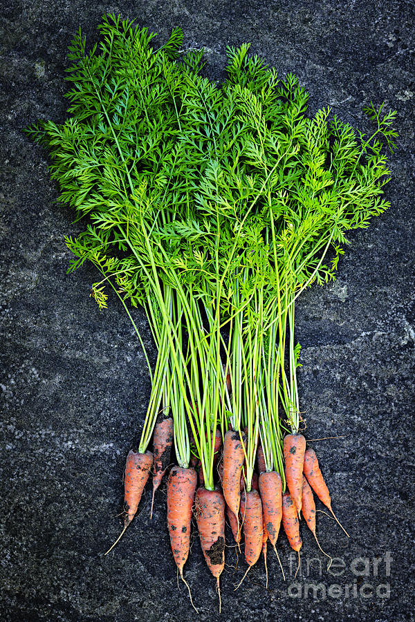 Vegetable Photograph - Fresh carrots from garden 1 by Elena Elisseeva