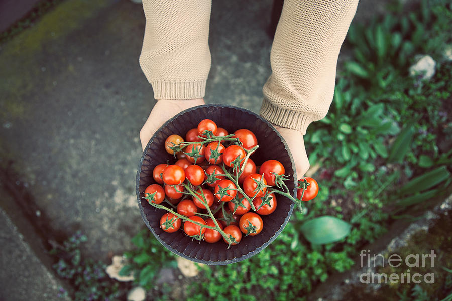 Nature Photograph - Fresh tomatoes #3 by Mythja Photography