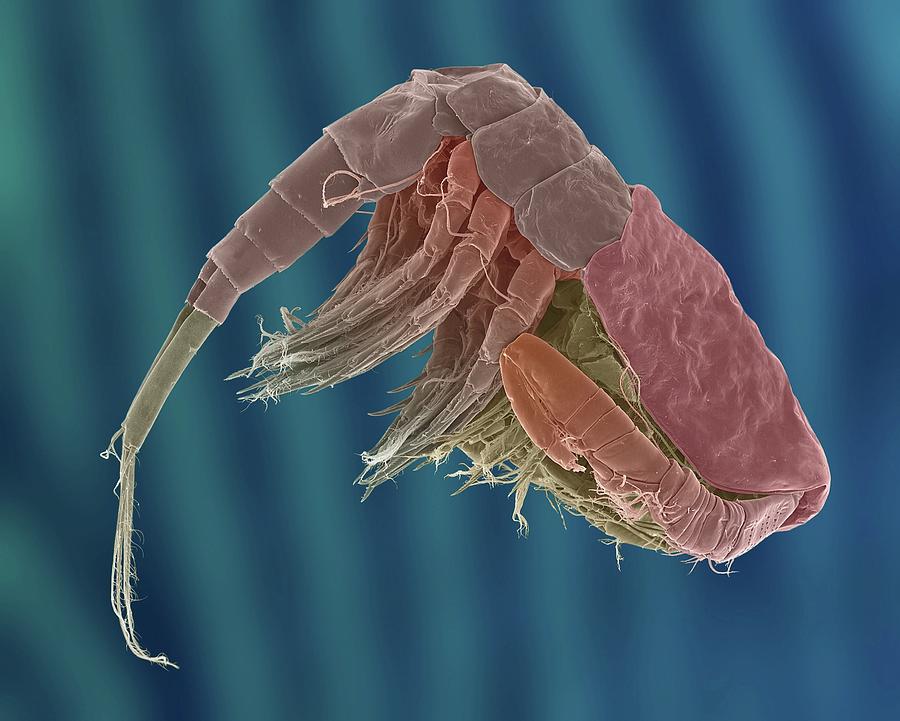 Freshwater Copepod (diacyclops Thomasi) #3 Photograph by Dennis Kunkel Microscopy/science Photo Library