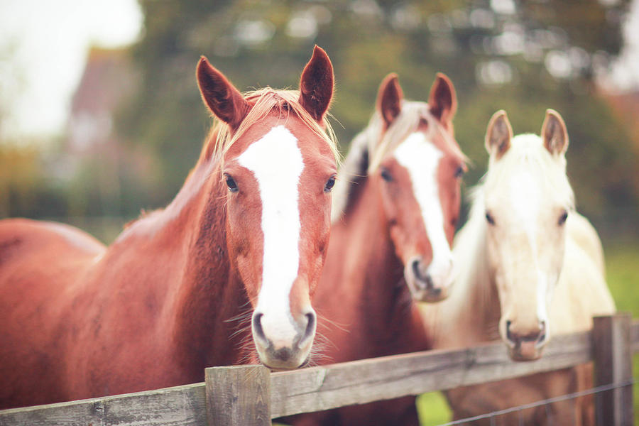 3 Friendly Thoroughbred Horses In Field Photograph by Olivia Bell Photography