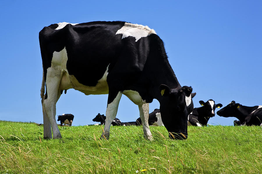 Cow Photograph - Friesian Cattle,county Waterford,ireland #3 by Panoramic Images