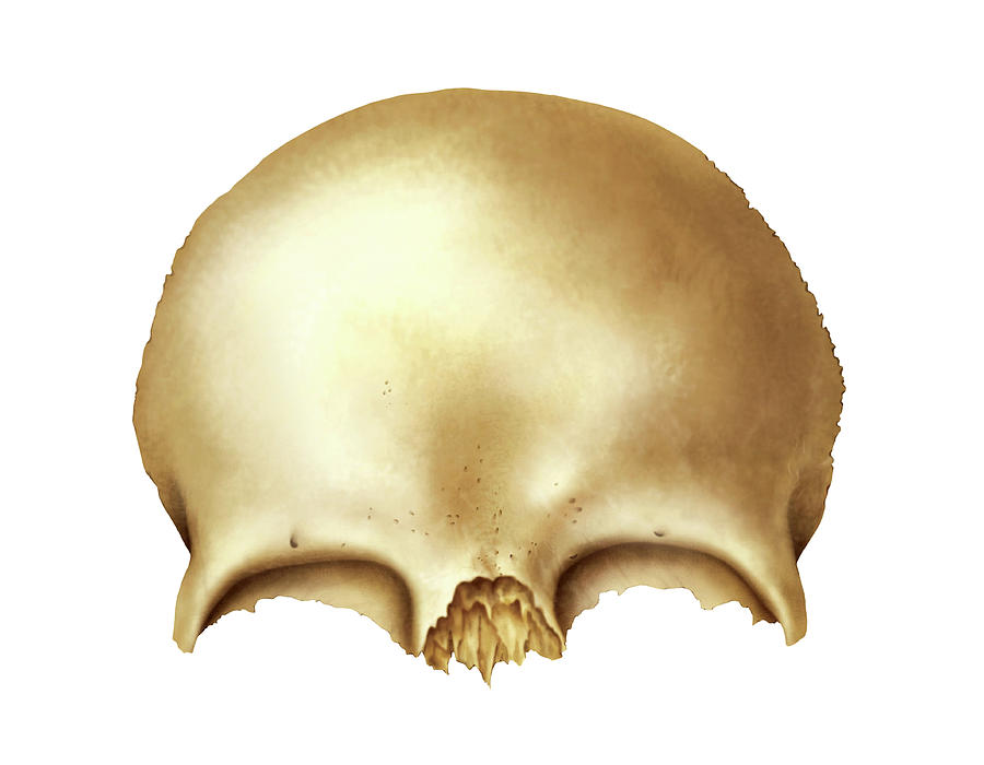 Frontal Bone Anatomy