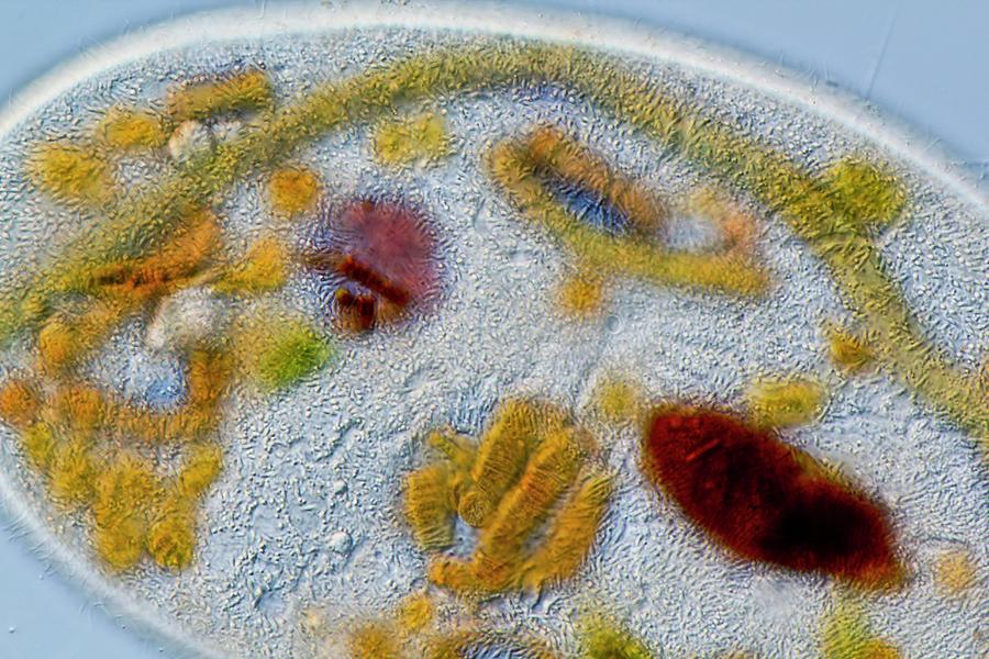 Frontonia Protist #3 Photograph by Gerd Guenther/science Photo Library