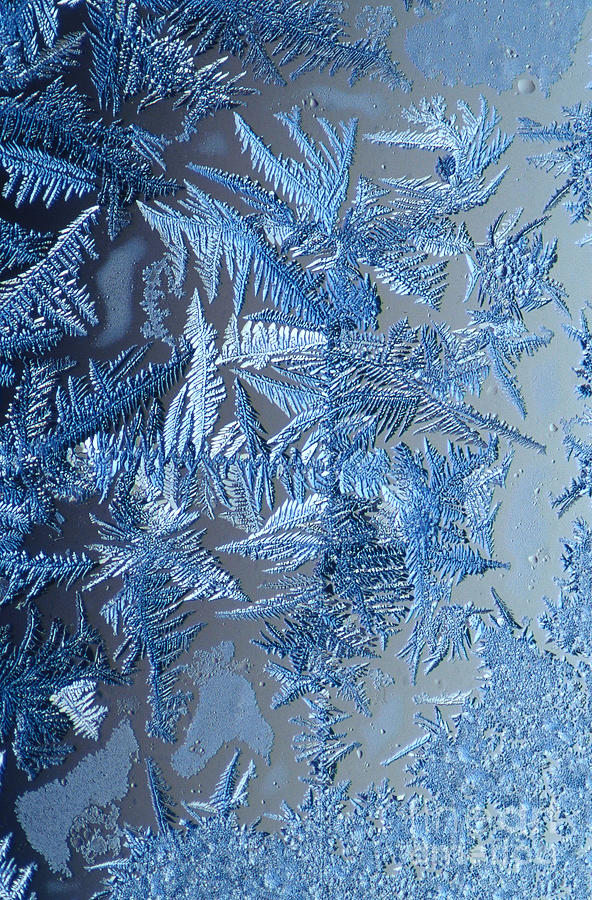 Winter Photograph - Frost Crystals #3 by Scott Camazine
