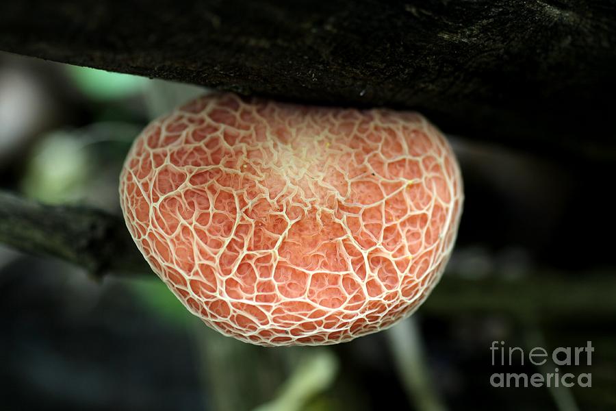 Fungi #3 Photograph by Rick Rauzi