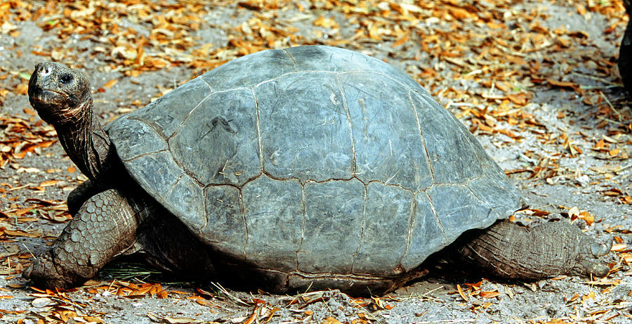 Galapagos Giant Tortoise #3 Photograph by Millard H. Sharp
