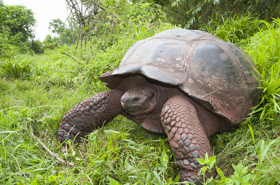 Galapagos Giant Tortoise Santa Cruz #3 Photograph by Tui De Roy