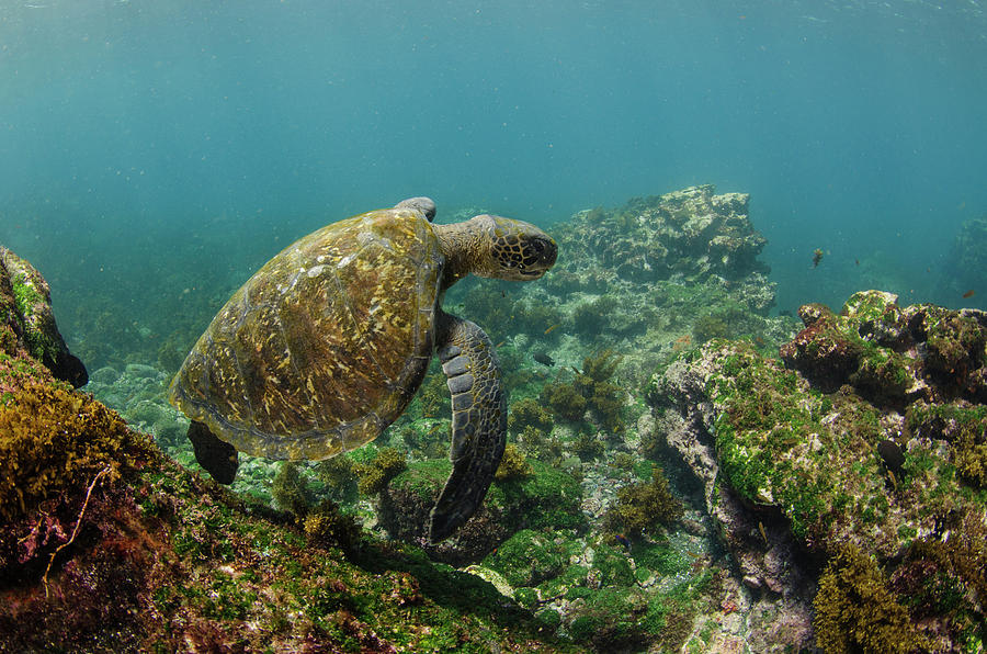 Galapagos Green Sea Turtle (chelonia Photograph by Pete Oxford