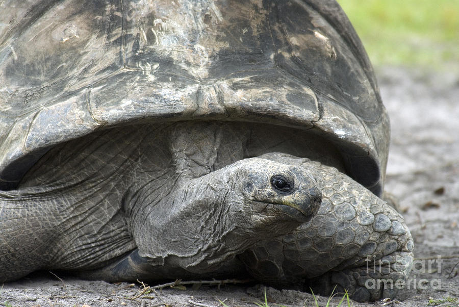 Galapagos Tortoise #3 Photograph by Mark Newman