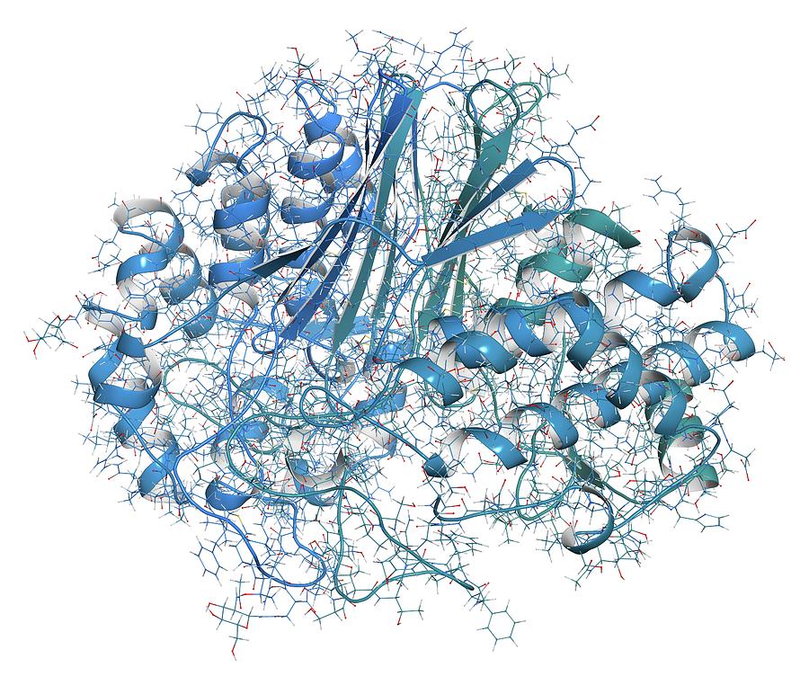Gammaglutamyltranspeptidase 1 Photograph by Molekuul/science Photo Library