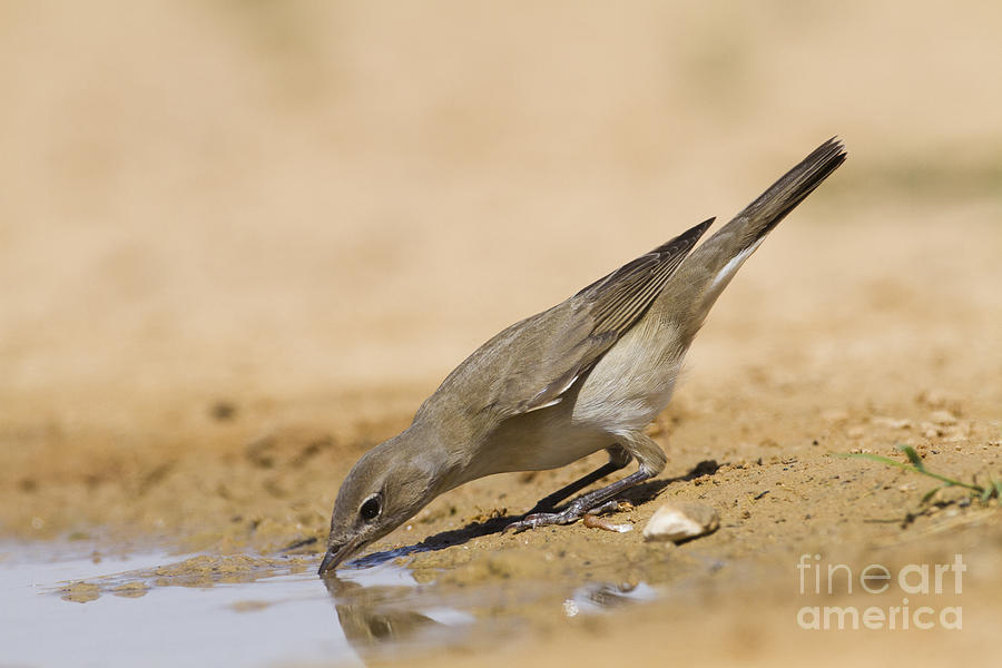 Bird Photograph - Garden Warbler Sylvia borin #3 by Eyal Bartov