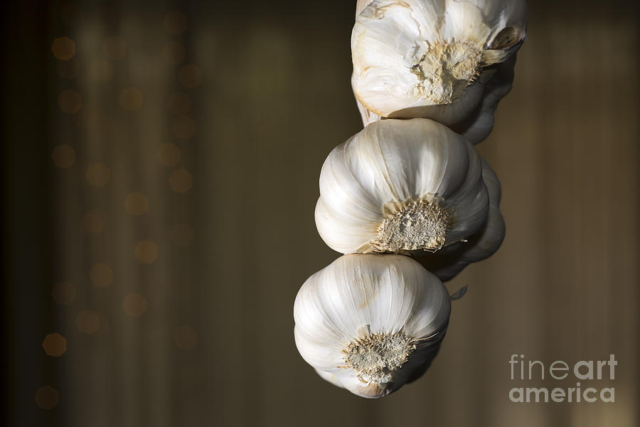 Vegetable Photograph - Garlic #3 by Mats Silvan