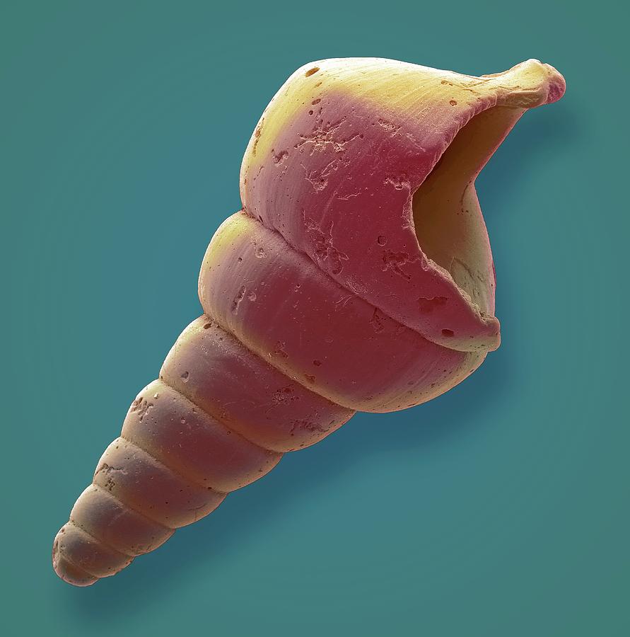 Gastropod Microfossil #3 Photograph by Steve Gschmeissner