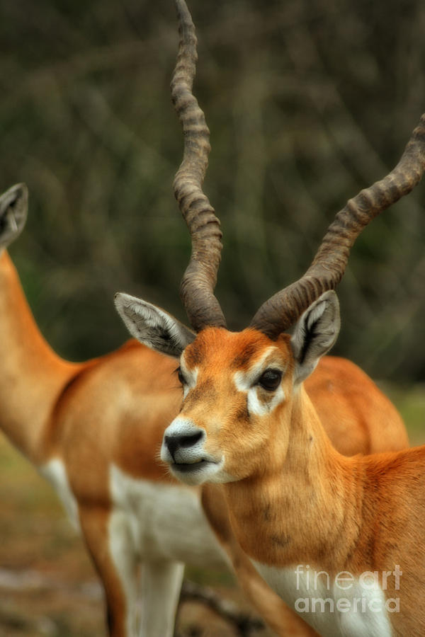 Gazelle #3 Photograph by Doc Braham