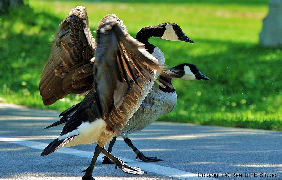 Geese Photograph - Geese Crossing #3 by Al Fritz