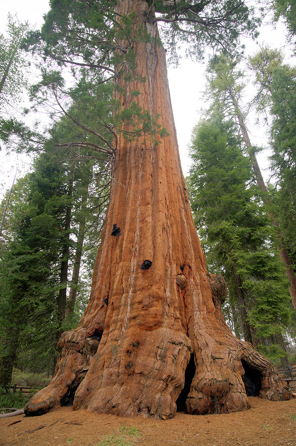 General Sherman Tree #3 Photograph by Mark Newman