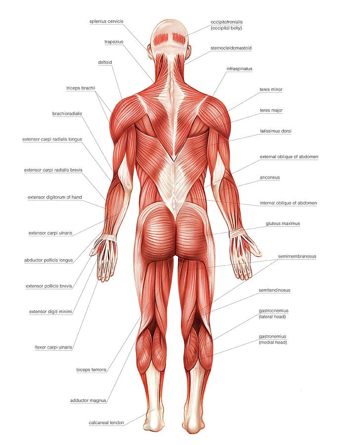Muscles  Medical knowledge, Muscle anatomy, Human body systems