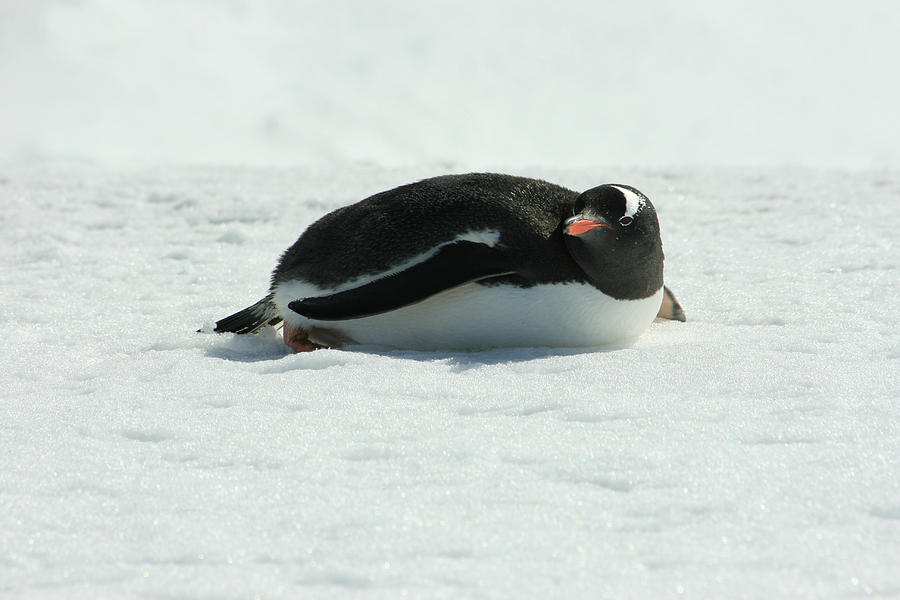 Gentoo Penguin #3 Photograph by Amanda Stadther