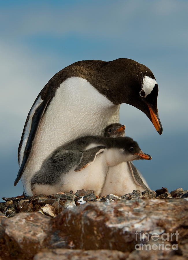 Gentoo Penguin With Young #3 Photograph by John Shaw