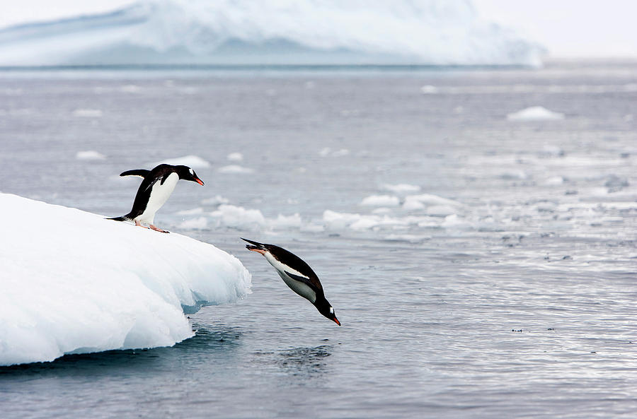 Gentoo Penguins #3 Photograph by William Ervin/science Photo Library