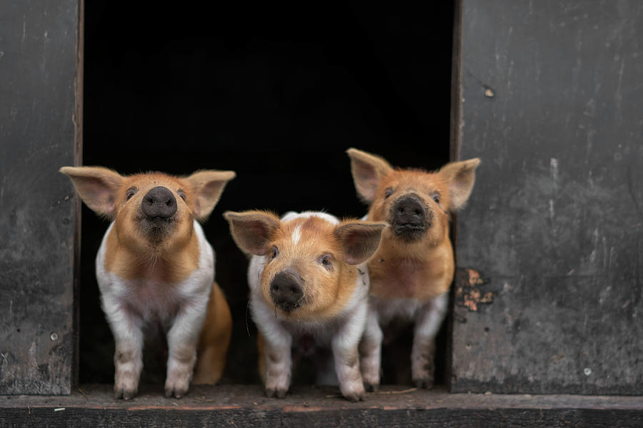 Pig Photograph - 3 by Gert Van Den