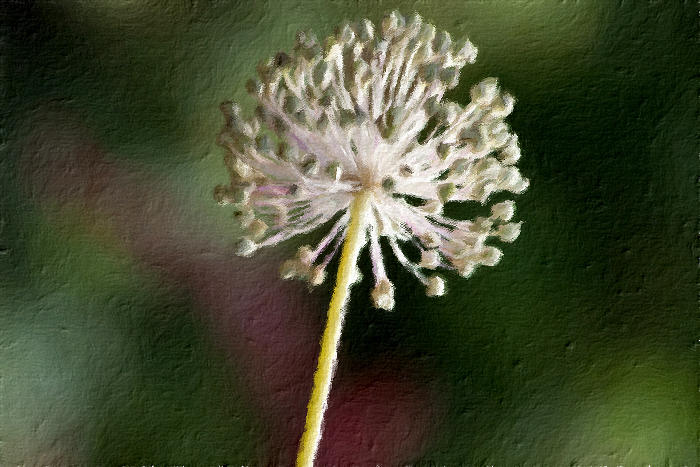 Giant Allium #3 Photograph by Bonnie Bruno