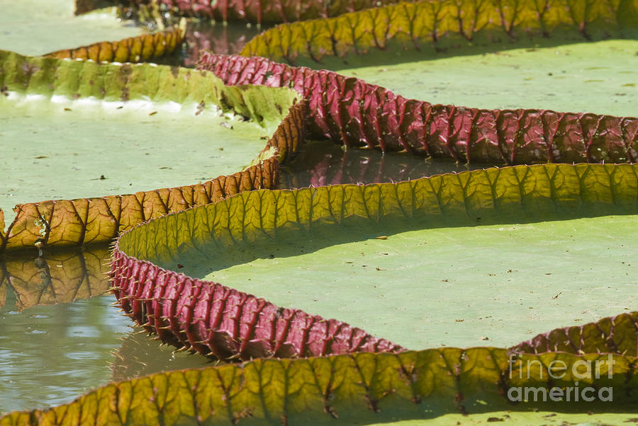 Giant Amazon Water Lilies #3 Photograph by William H. Mullins