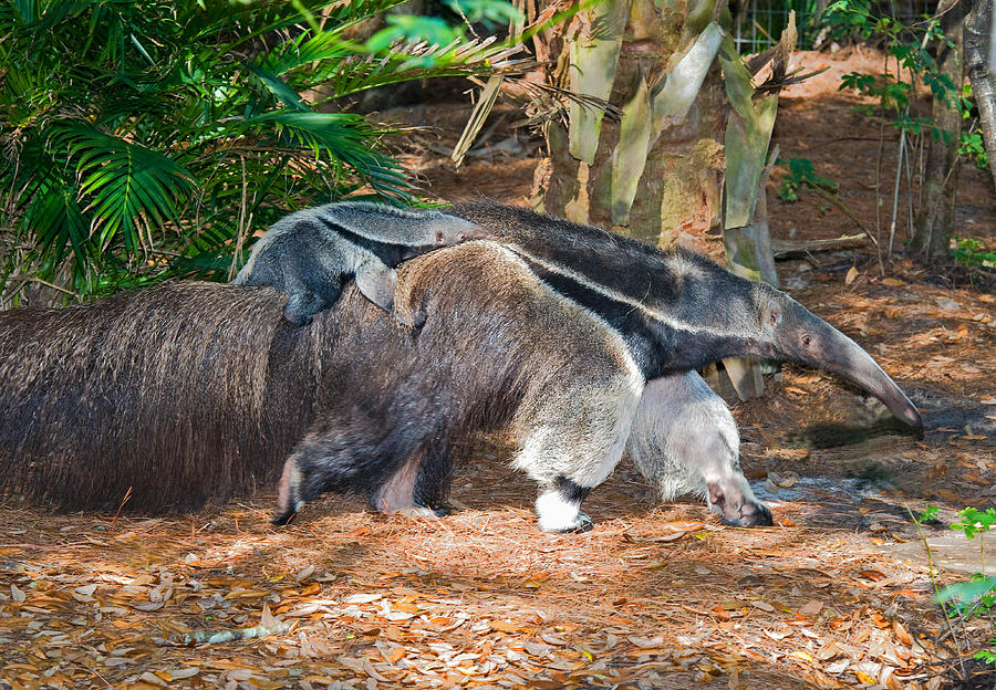 Giant Anteater Mother And Baby #3 Photograph by Millard H. Sharp