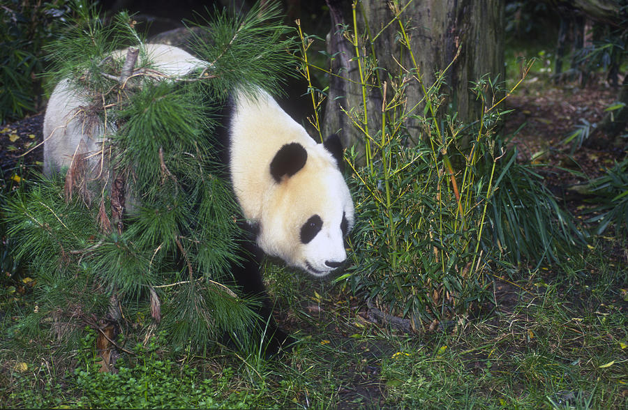 Giant Panda #3 Photograph by Greg Ochocki