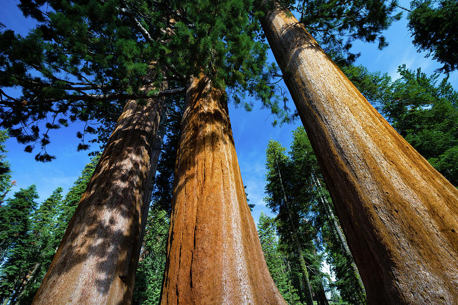 Giant Sequoia Trees In A Forest #3 Photograph by Panoramic Images