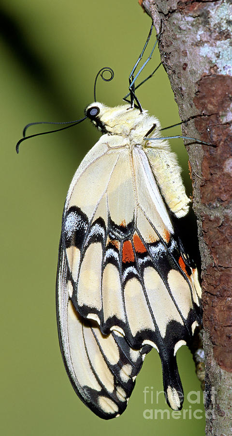 Giant Swallowtail Butterfly #3 Photograph by Millard H. Sharp