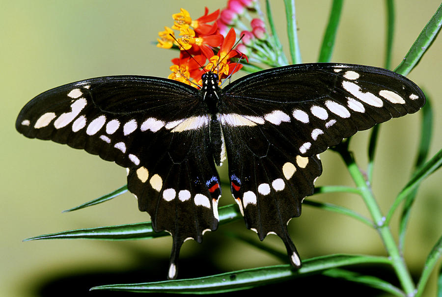 Giant Swallowtail Butterfly #3 Photograph by Millard Sharp