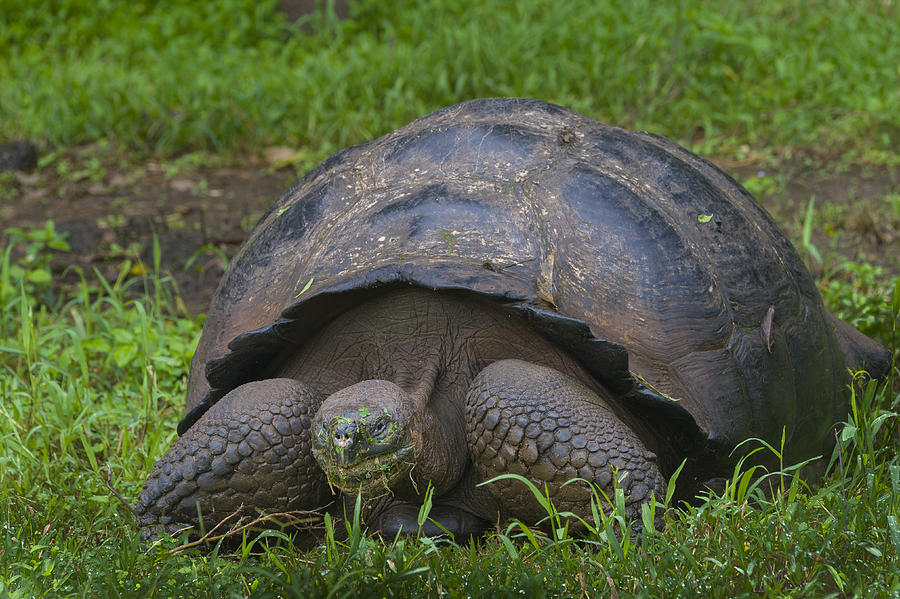 Giant Tortoise #3 Photograph by John Shaw