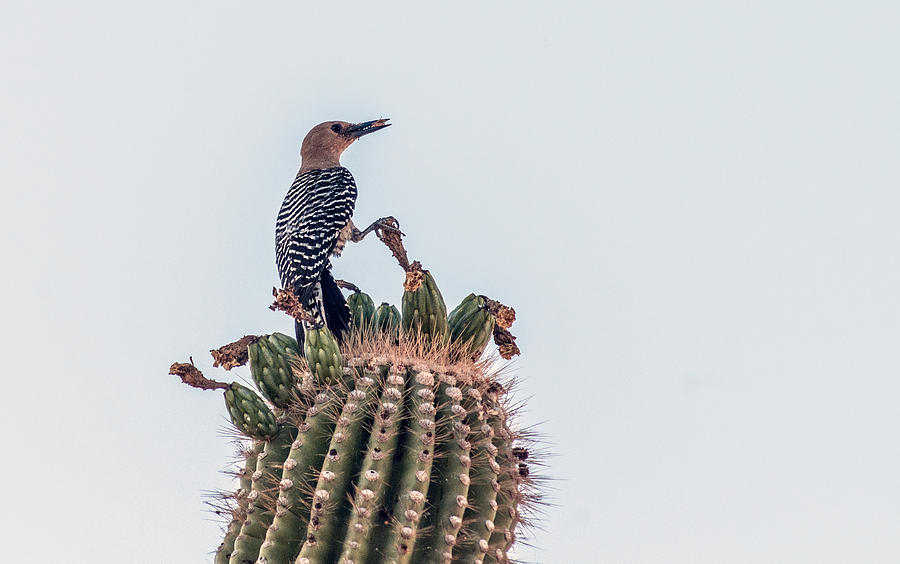 Gila Woodpecker #3 Photograph by Tam Ryan