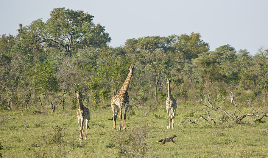 Giraffe and Jackal Standoff #3 Photograph by Brian Kamprath