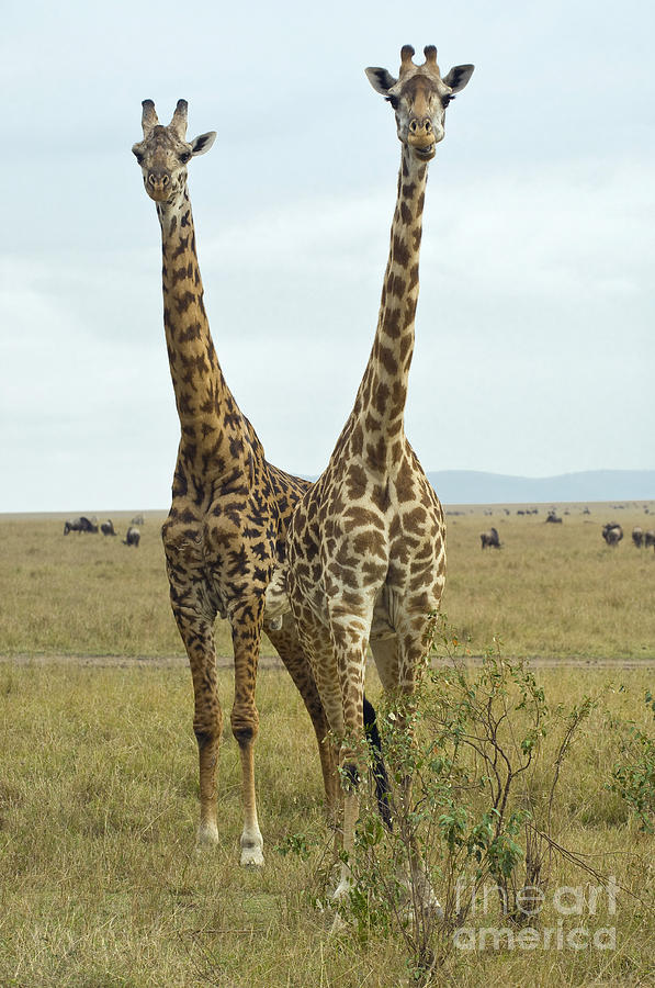 Giraffe #3 Photograph by John Shaw