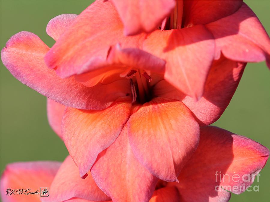 Gladiolus named Live Oak #3 Photograph by J McCombie